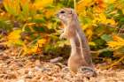 USA, New Mexico, Sandoval County. Texas antelope ground squirrel eating. Art Print